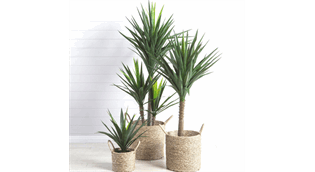 پرورش گل یوکا در منزل