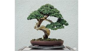 معرفی گیاهان بونسای