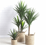 پرورش گل یوکا در منزل