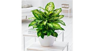 پرورش گل آپارتمانی دیفن باخیا